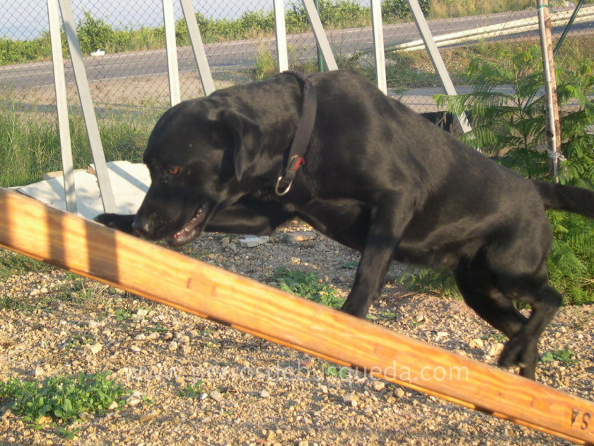 Motricidad y propiocepción en los perros de búsqueda