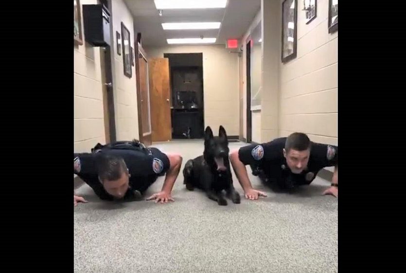 Nitro, un perro policía que hace flexiones con sus compañeros humanos