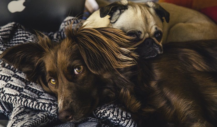 5 libros imprescindibles para futuros guías caninos… y para entender a tu perro