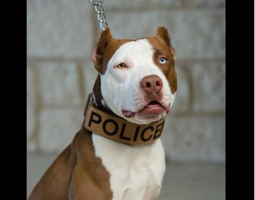 El primer pit bull policía de Kansas