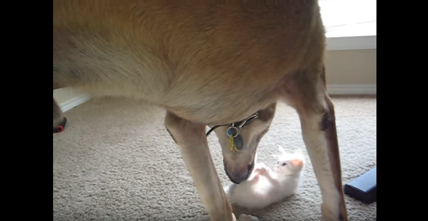 Perro militar retirado ve un gatito por primera vez