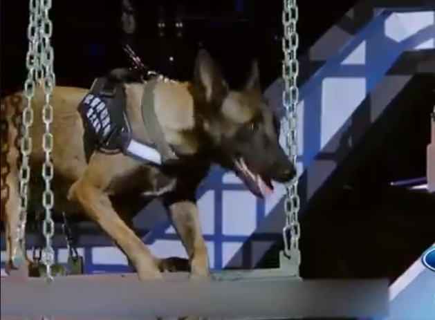 ¿Perros de trabajo o perros de circo?