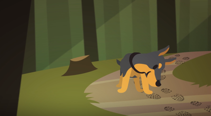 Oler el tiempo: cómo rastrean los perros