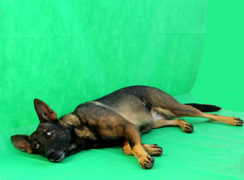 Sobreentrenamiento y los perros de ByR: los riesgos innecesarios