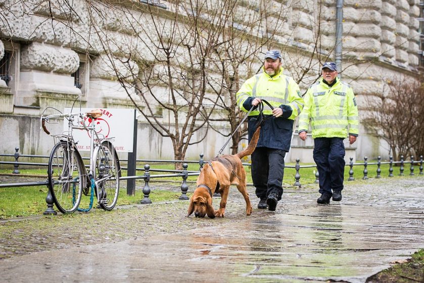 Los perros pueden detectar el ADN de las personas