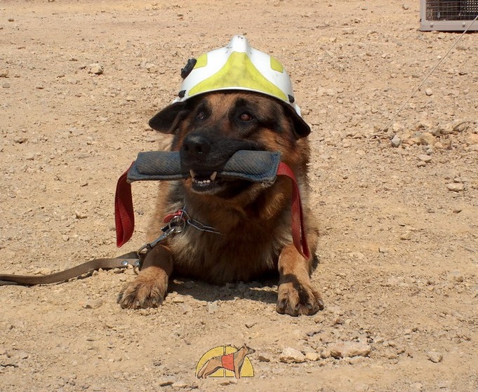 El perro de salvamento: comportamiento, instinto y carácter