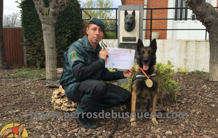 Tietar, Mejor Perro de 2017