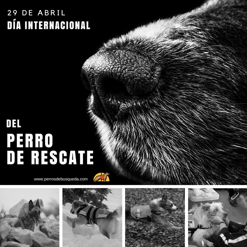 Día Internacional del Perro de Rescate: 29 de Abril