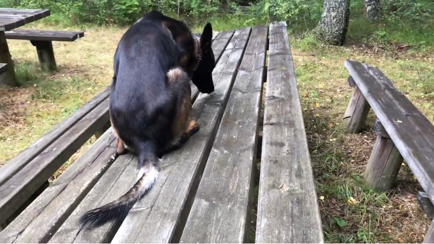 ¿Quieres enseñar a tu perro detector una focalización a prueba de bombas?