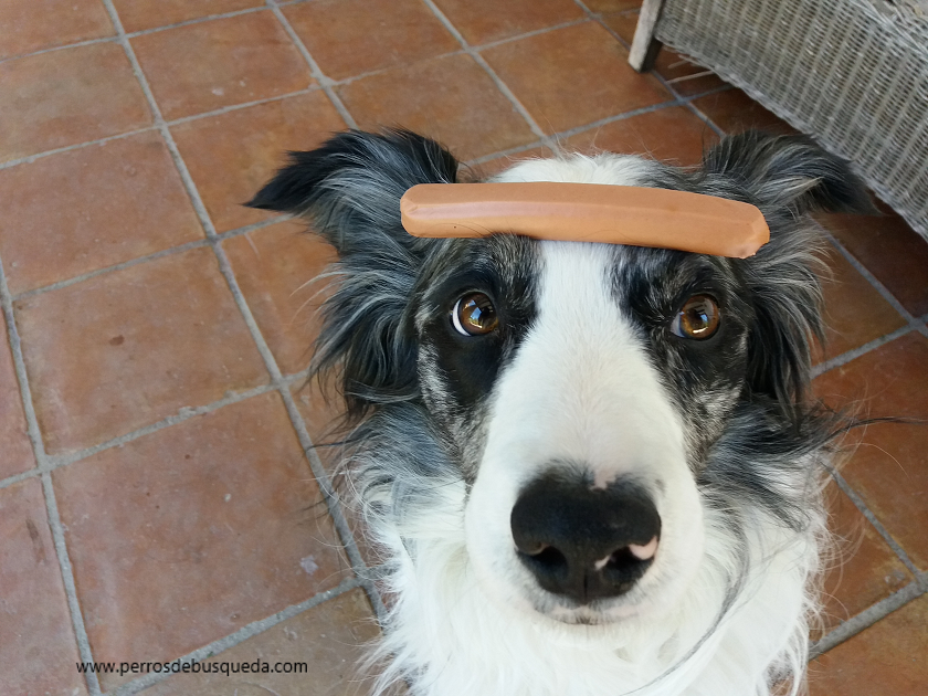 ¿Se puede utilizar comida en el entrenamiento de un perro de trabajo?