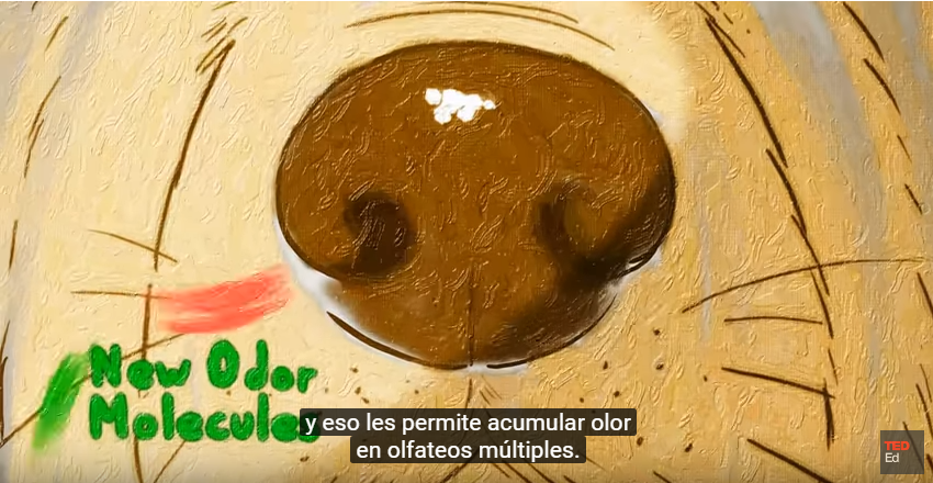 Cómo ven los perros con su nariz