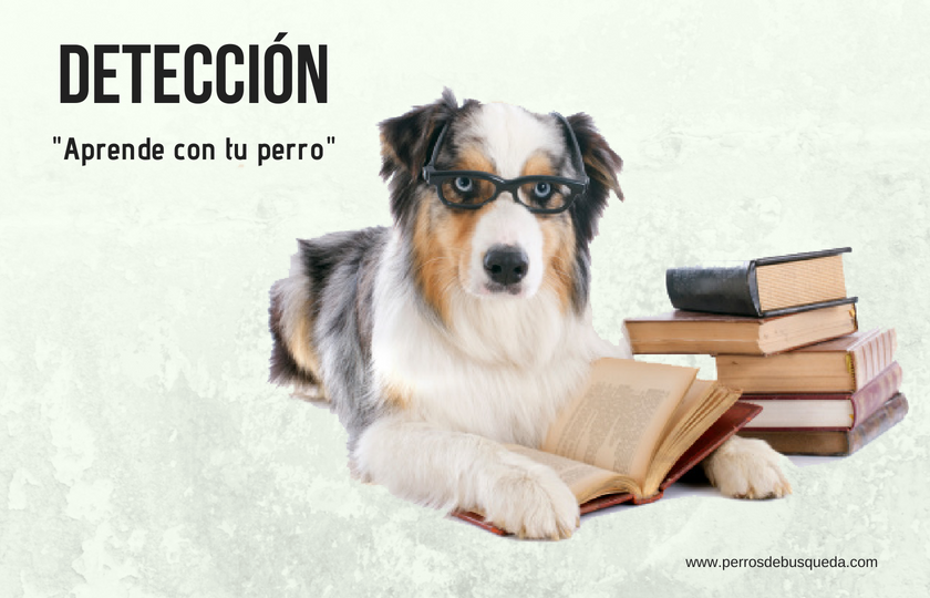 4 libros sobre perros detectores que no te puedes perder