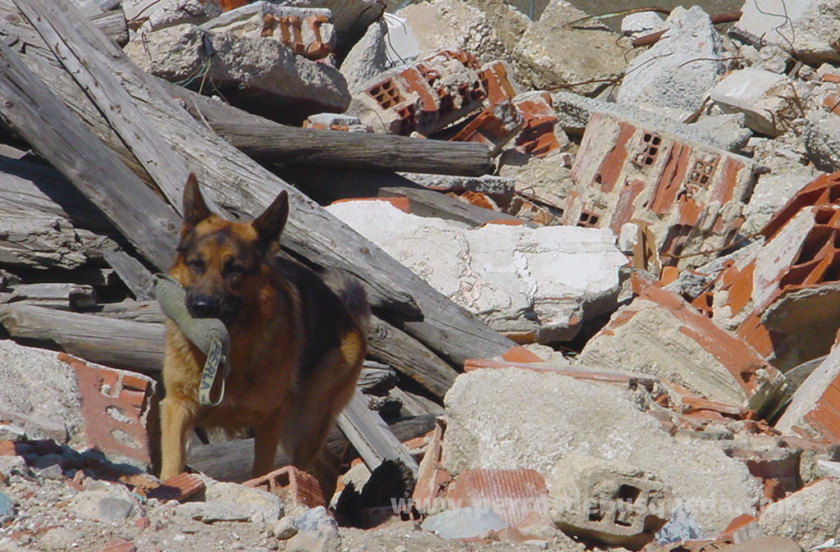 Perros de búsqueda en escombro, una dura especialidad