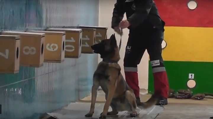 Perros detectores en Kosovo