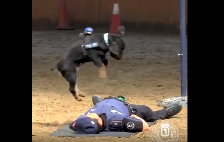 Poncho, un perro policía que hace la RCP