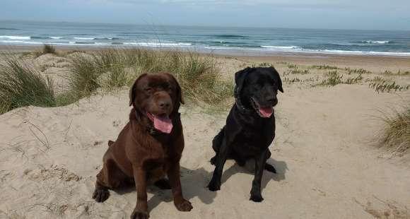 Los perros de la Guardia Civil, premiados por “Amigos del Perro”