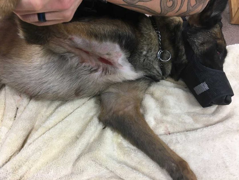 Un policía dispara y mata a un perro que atacó a su K9