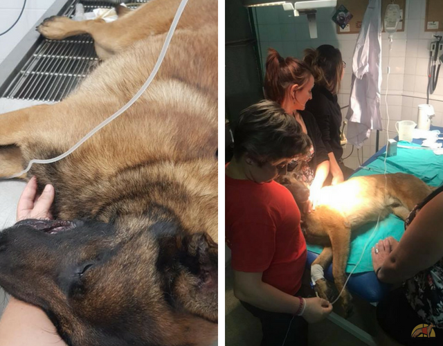 Dos perros de rescate envenenados con raticida