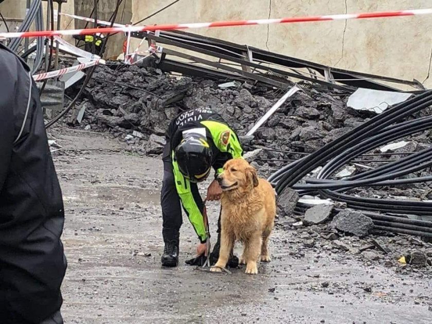Equipos caninos trabajan en el derrumbe del Puente Morandi
