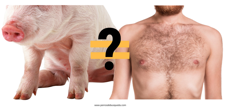 ¿Huele igual un cadáver de cerdo que un cadáver humano?