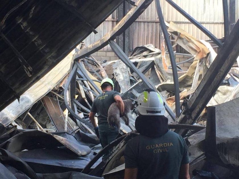 Perros especializados localizan dos cadáveres en la nave incendiada en Manzanares
