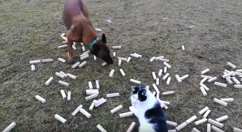 Un perro detector se enfrenta a la mayor distracción posible