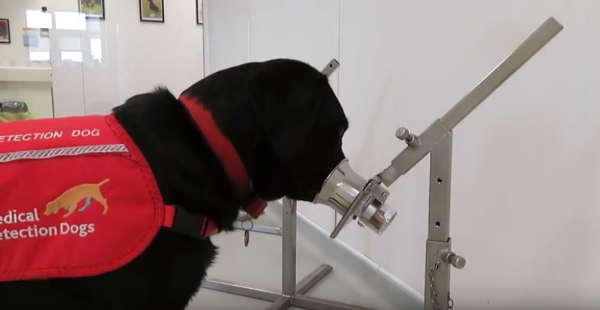 Los perros pueden detectar la malaria con sólo oler un calcetín