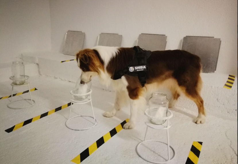 Proyecto para la detección de leishmaniosis con un perro detector