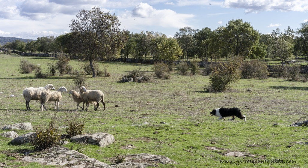 El pastoreo: puro instinto, puro trabajo
