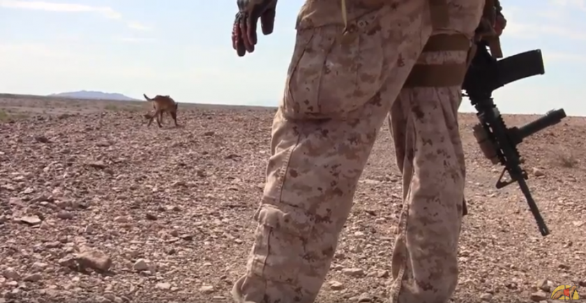 Cuando los perros militares vuelven del frente