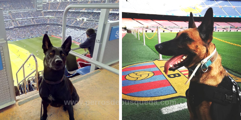 Perros detectores también con el Real Madrid y Barça