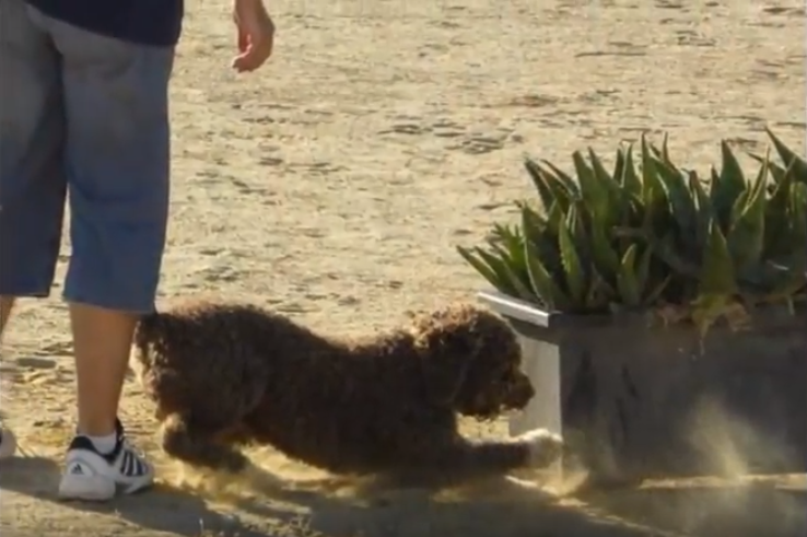 Ron, un super perro policía