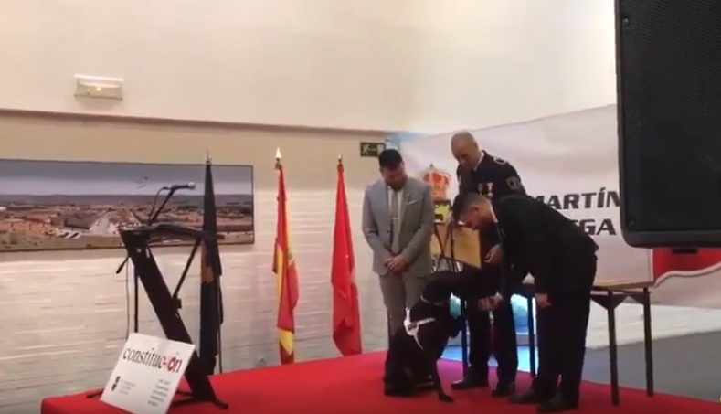 Maggy, una perra detectora que recibe la Mención de Honor