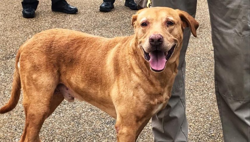 Ringo, un perro policía que fue abandonado en un refugio