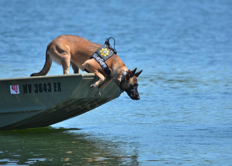 Búsqueda de un cadáver sumergido utilizando equipos caninos (caso real)