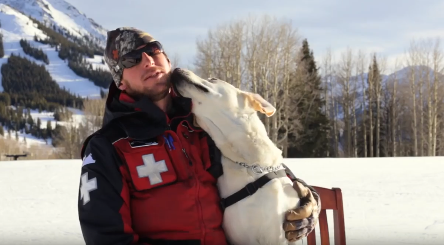 perros de trabajo no sufren