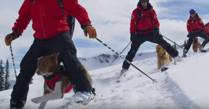 Superpower Dogs: super perros de rescate