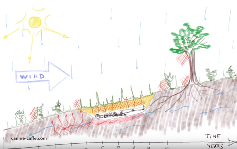 Descomposición de una tumba humana y cómo afecta a los perros de cadáveres