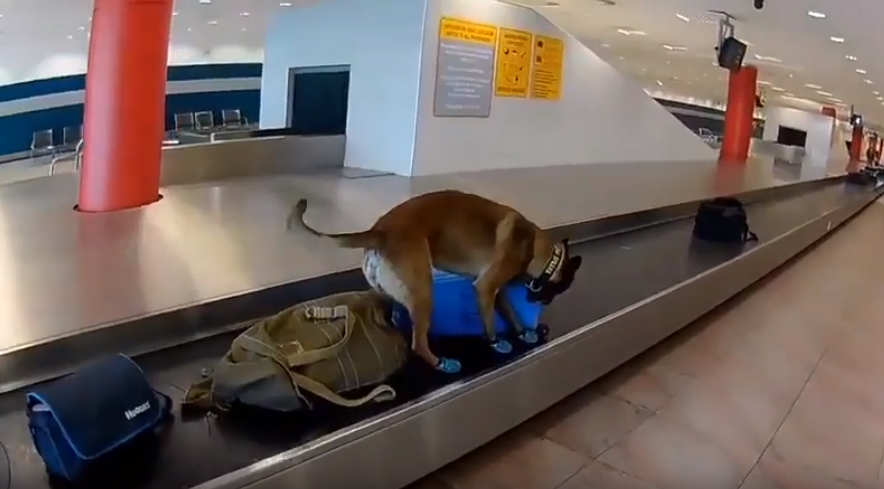 Así trabaja un perro detector de drogas en el aeropuerto