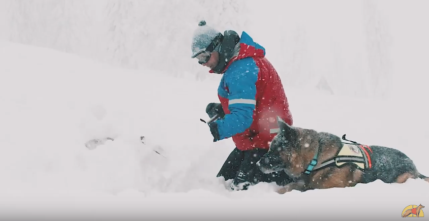 Perros de rescate en montaña y avalancha de nieve (GOPR)