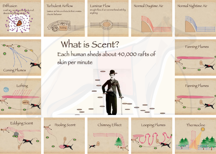 Los movimientos del olor y cómo afectan a los perros de búsqueda de personas