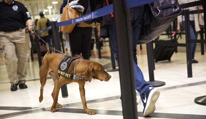 La TSA prefiere perros con orejas caídas en los aeropuertos