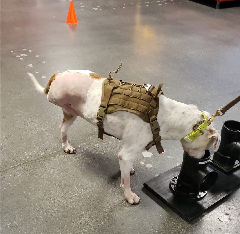 Sneaky sólo tiene tres patas y un ojo, pero le encanta buscar