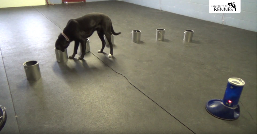 Los perros detectan el olor de un ataque epiléptico