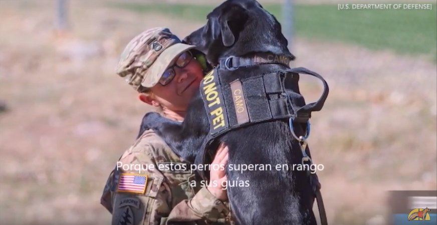 En EEUU los perros militares superan en rango a sus compañeros humanos