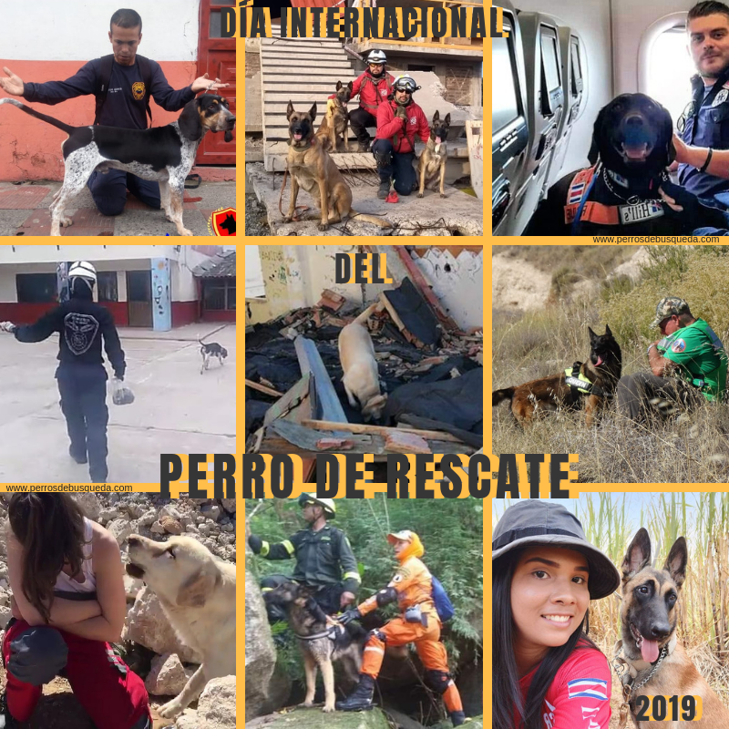 28 de abril: Día Internacional del Perro de Rescate
