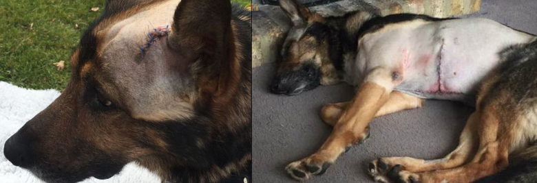 La ley Finn protegerá a los perros y caballos policía en Reino Unido