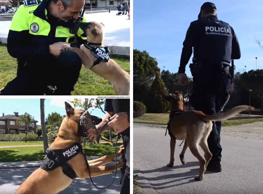 La historia de Kion, un perro policía muy especial