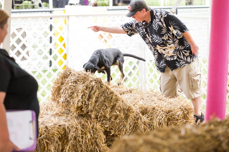 Barn Hunt, un deporte con perros detectores que no conocías