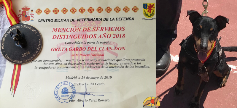 Greta, una perra detectora de acelerantes, recibe la Mención de Servicios Distinguidos